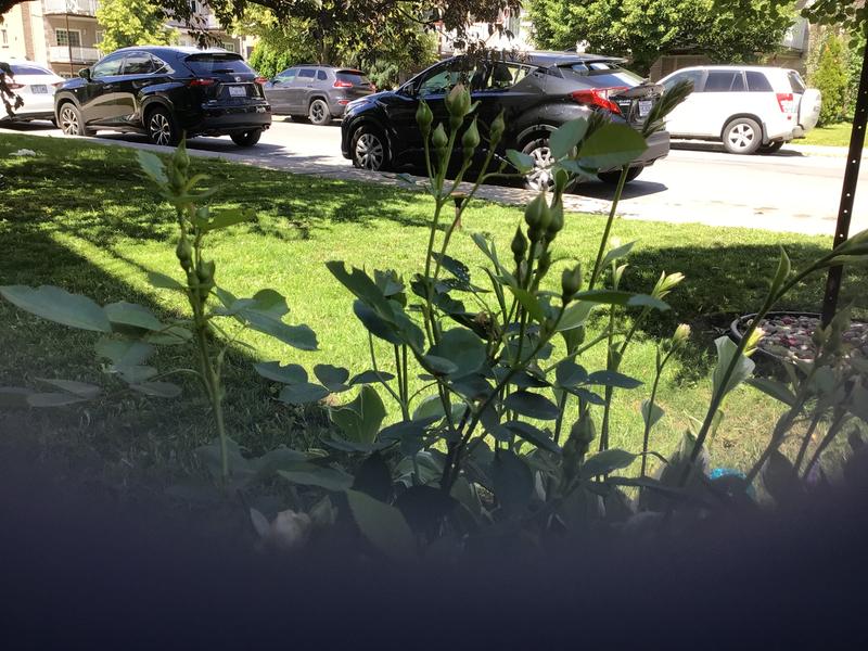 Photo - commentaire&nbsp;7.