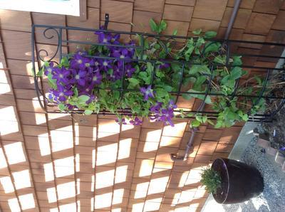 "Clematis With Trellis"