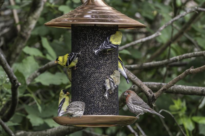 Photo - commentaire 1.