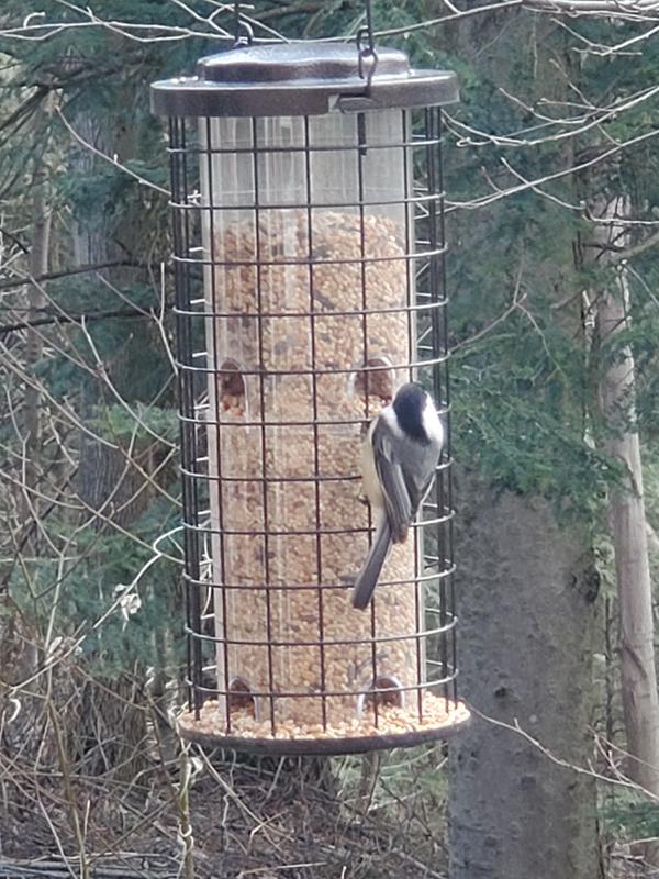 Slow day as just one bird