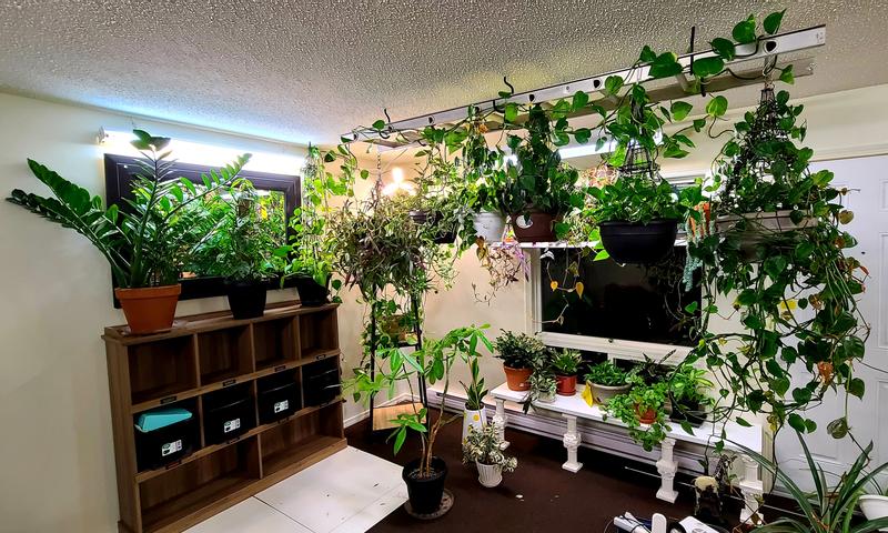 Plants all hung up