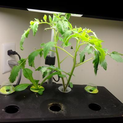 Romaine Lettuce and Cherry tomato pods