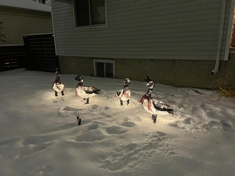 Gaggle off geese at night