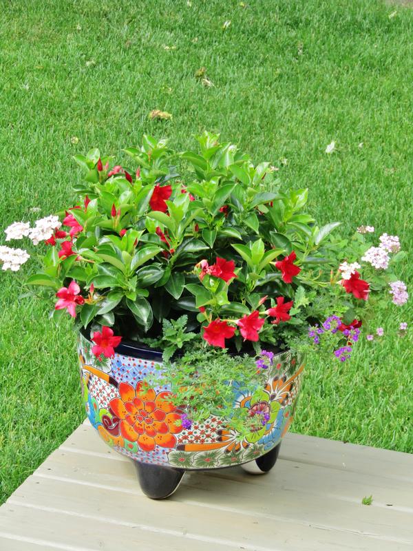 Container using Miracle-Gro Moisture Control potting soil.