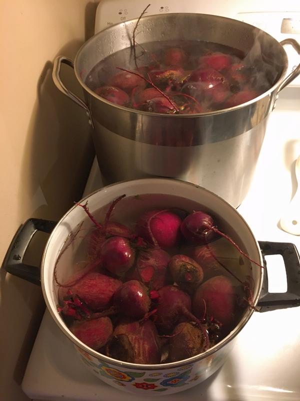 Lots of beets for pickling