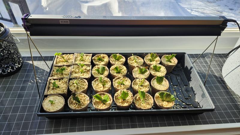 Photo - commentaire&nbsp;1.