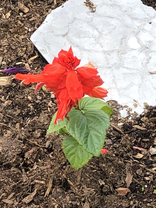 Flower without Bobbex.