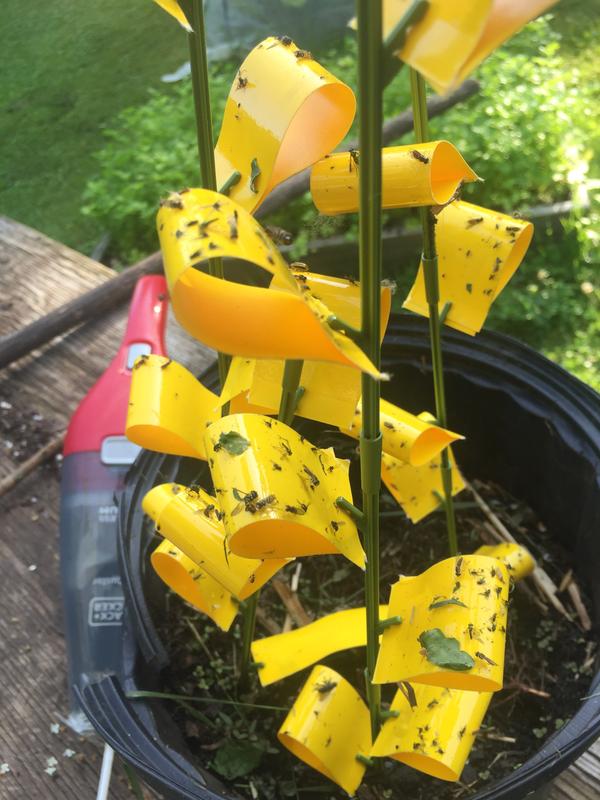 Photo - commentaire 8.