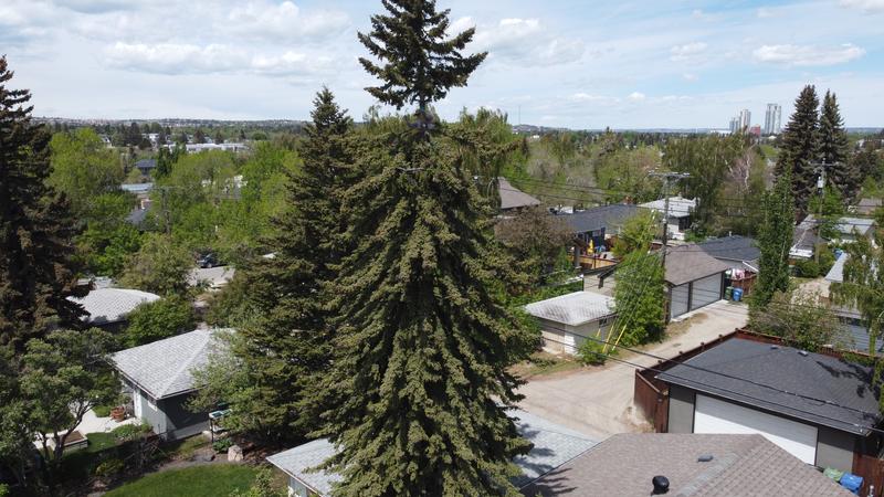 Cutting first branches of 60 foot fir tree.