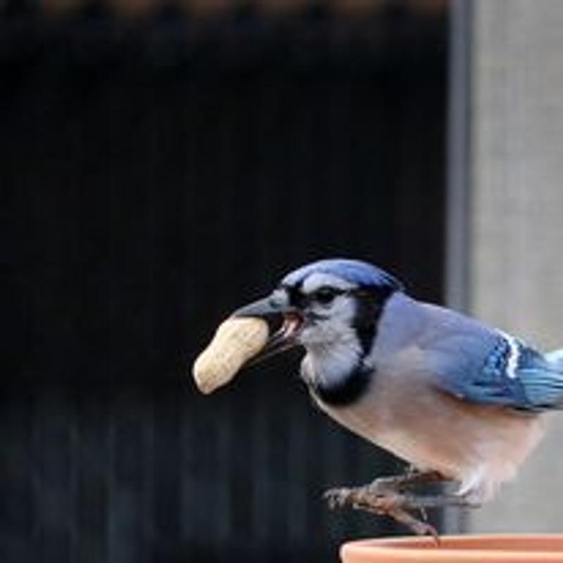 Photo - commentaire 3.