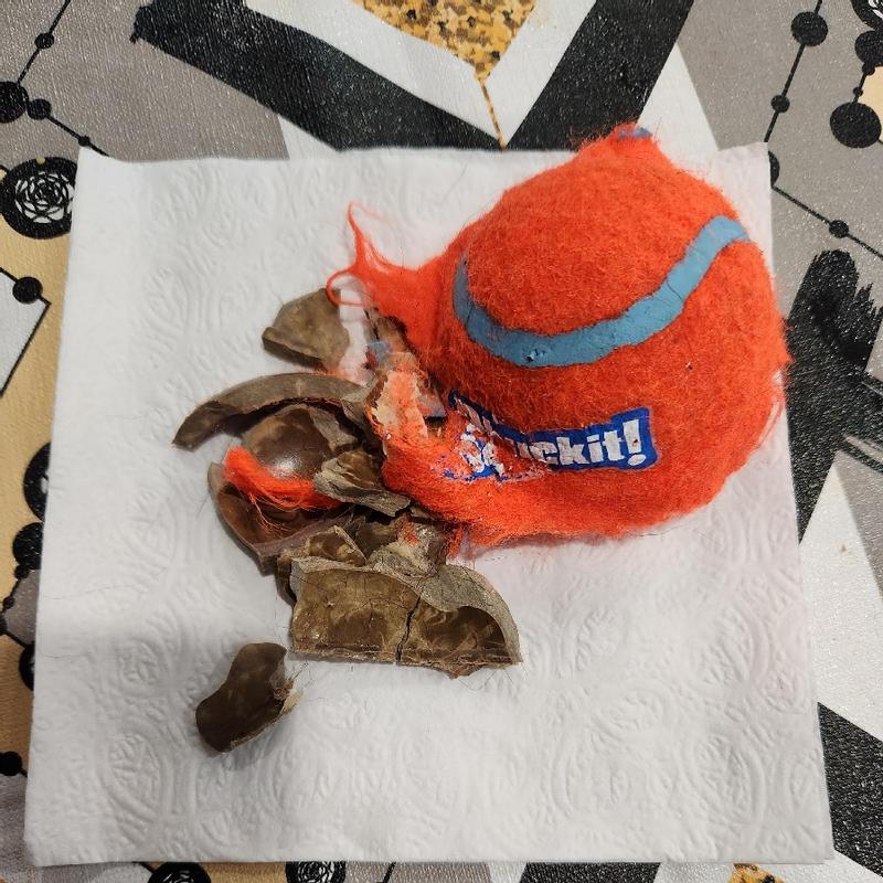 Five minutes with a Labrador Retriever