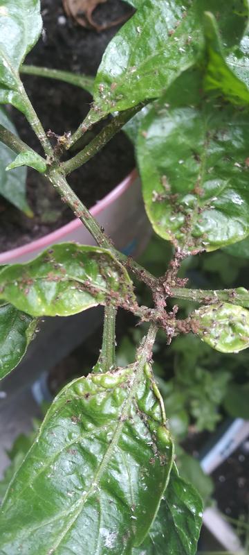 Photo - commentaire&nbsp;2.