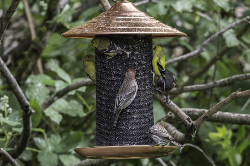 Photo - commentaire 2.