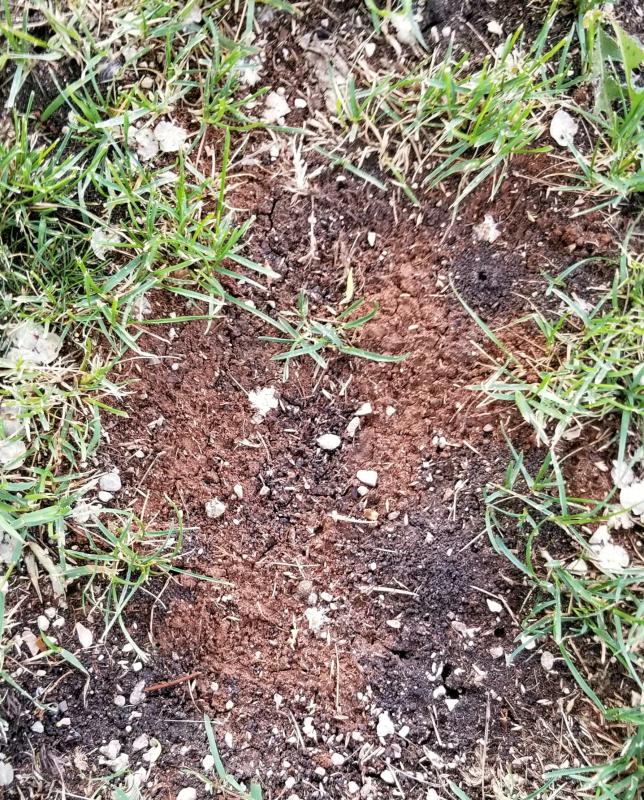 Scott's repair seed.