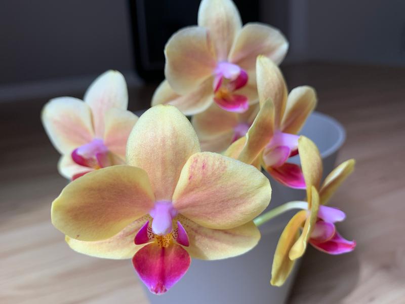 Photo - commentaire&nbsp;2.