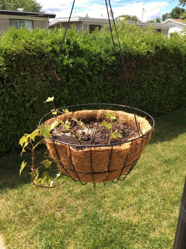 Photo - commentaire 6.