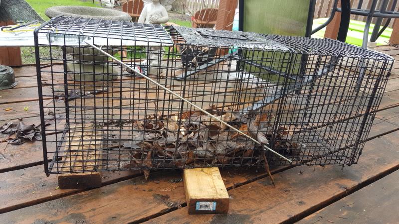 Off balance cage with 2 - 2x4's.