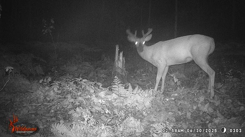 Deer feeding from the mineral site