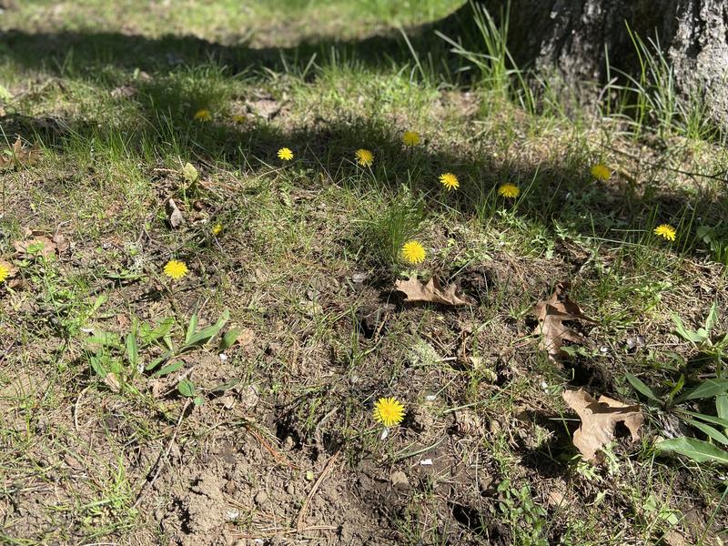 My thriving dandelion garden
