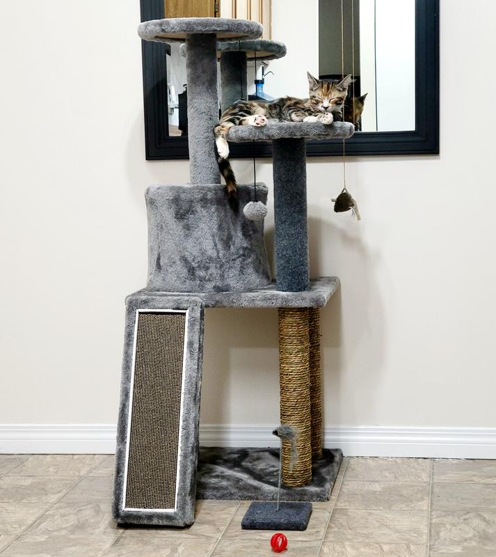 Cordellia the Calico