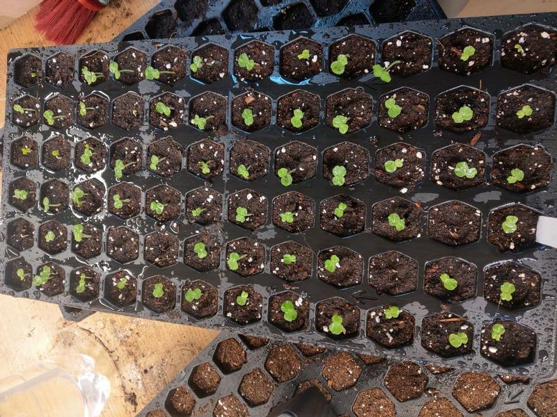 Photo - commentaire 1.