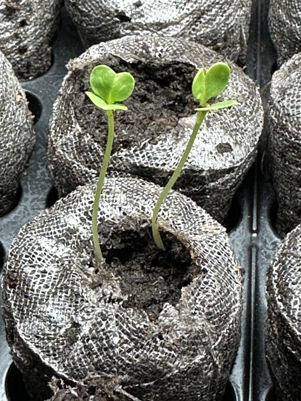 Photo - commentaire 1.