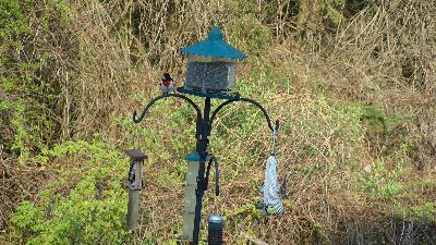 Red-Breasted Grosbeak stops in for a migratory snack