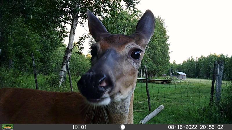 Looks like this deer was really curious !