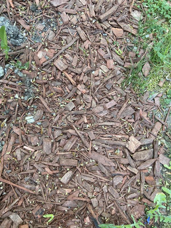 Red Scott’s mulch