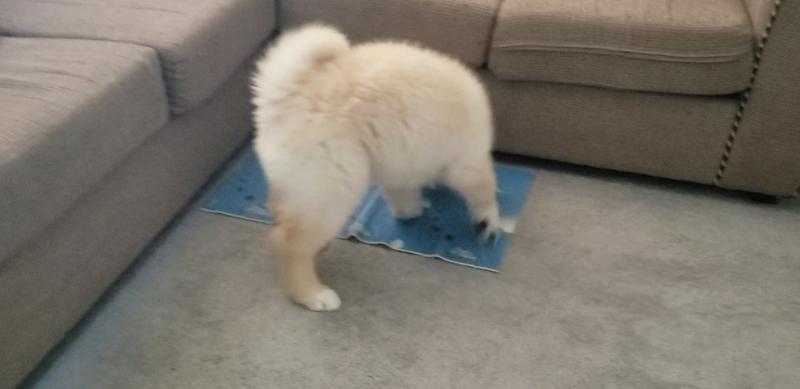 Playing Petco Ball Dog