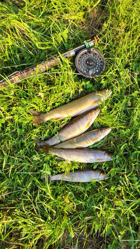Brook trout