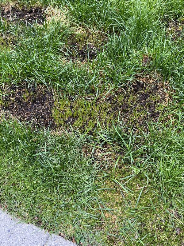 Photo - commentaire 4.