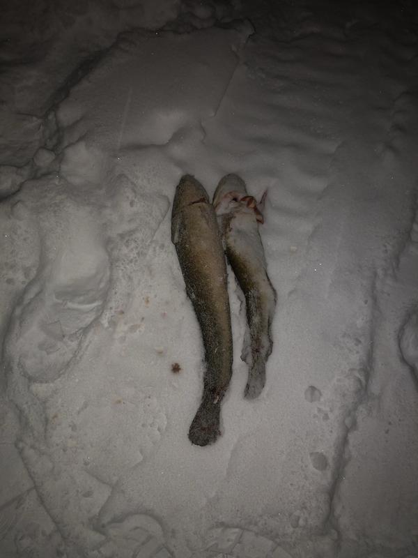 Burbot trip 1