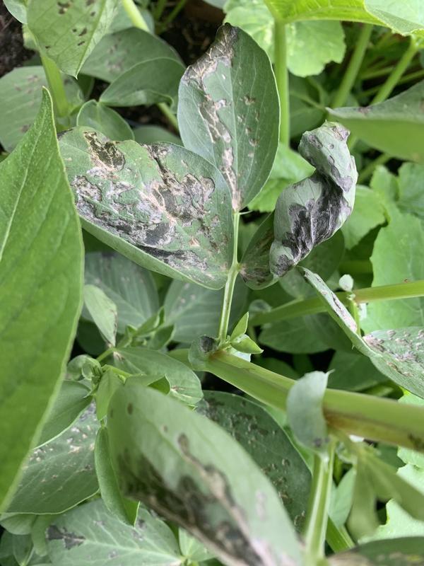 Killed every leaf that were sprayed