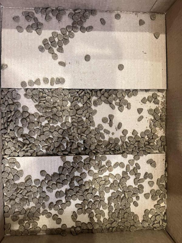 larves dans la nourriture