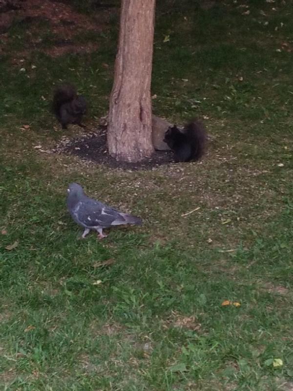 The Squirrels love the wild bird seed.