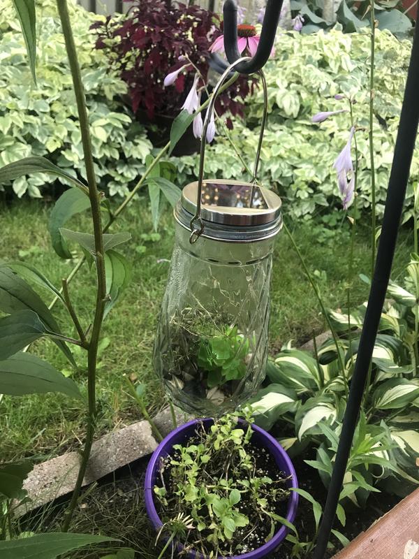 The jar was empty when I bought it. The contents are my own.