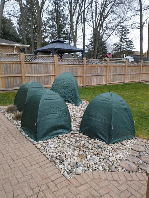 These larger covers protect globe cedars that had previous suffered from broken branches under heavy snow.