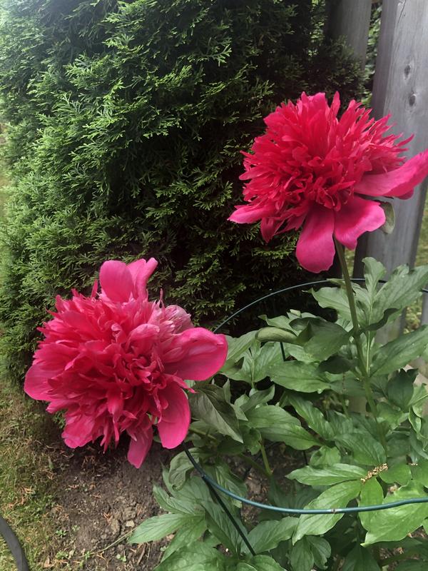 Photo - commentaire 6.