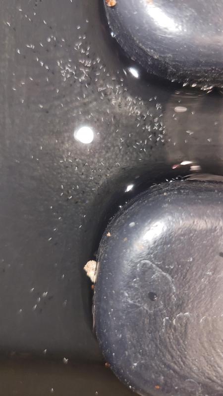 Photo - commentaire 8.