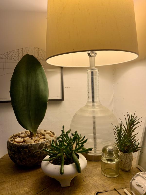 Side table lamp doubles as grow light