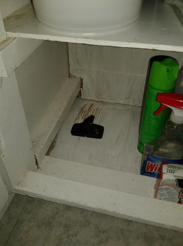 One mouse snap trap under the kitchen sink area