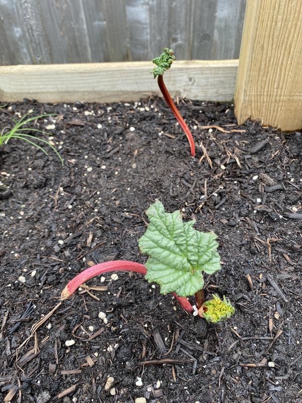 Photo - commentaire&nbsp;1.