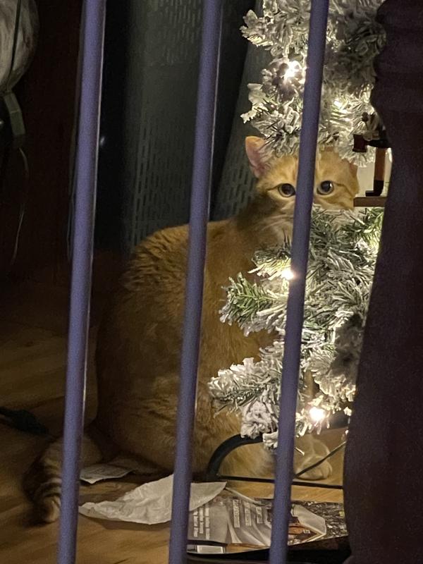 The kitty approves the tree lol