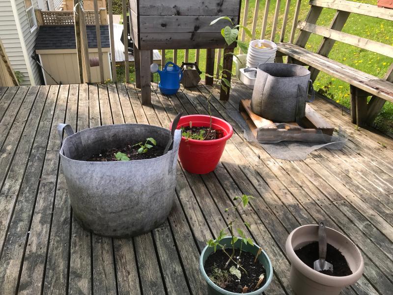 Before adding the spike, beginning of June