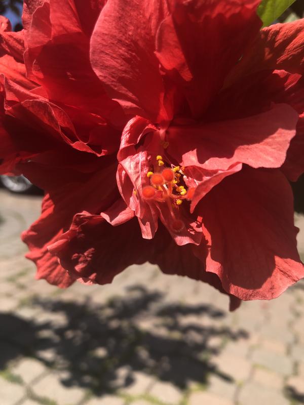 Photo - commentaire 4.