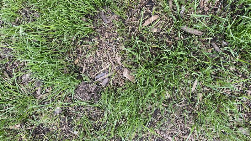 This is the next day - after a rainfall