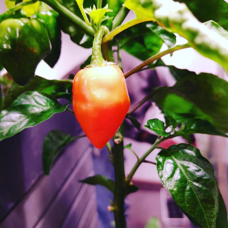 Photo - commentaire 8.