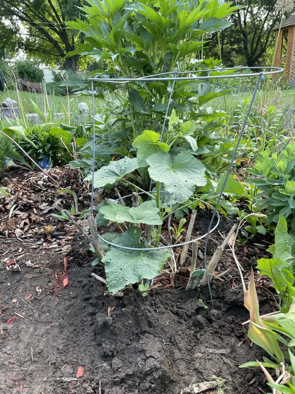 Hollyhock supported by Peony cage.