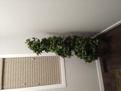Bay plant Spiral 5 Feet